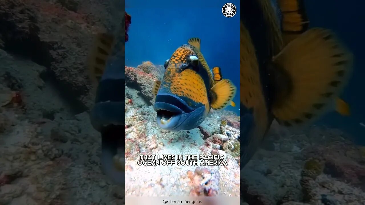 Triggerfish 🐠 The Aggressive Ocean Predators!