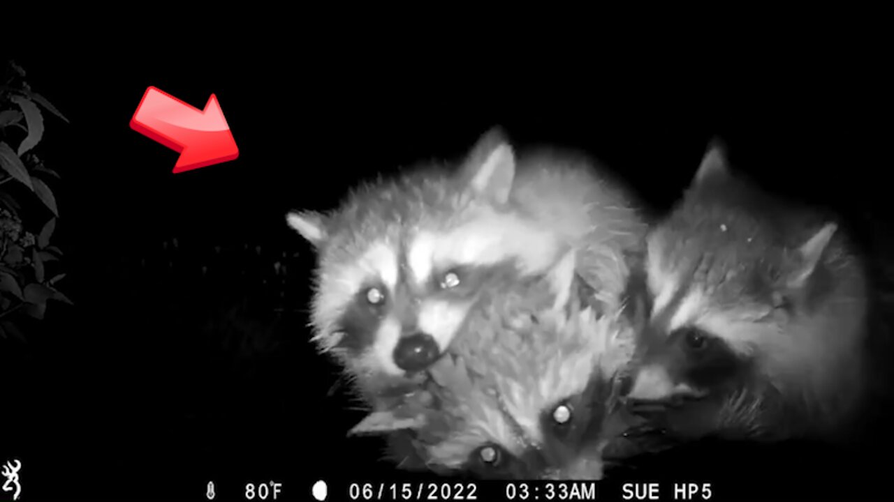 Playing in the water with several raccoon dogs