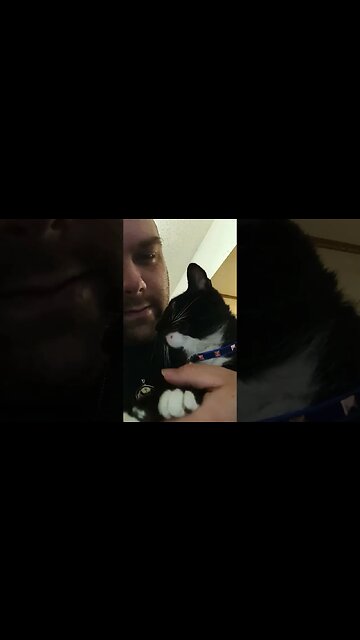 counting down with kitty #shortsfeed #kitty #cat #shortsvideo #youtubeshorts #kittycat #catshorts