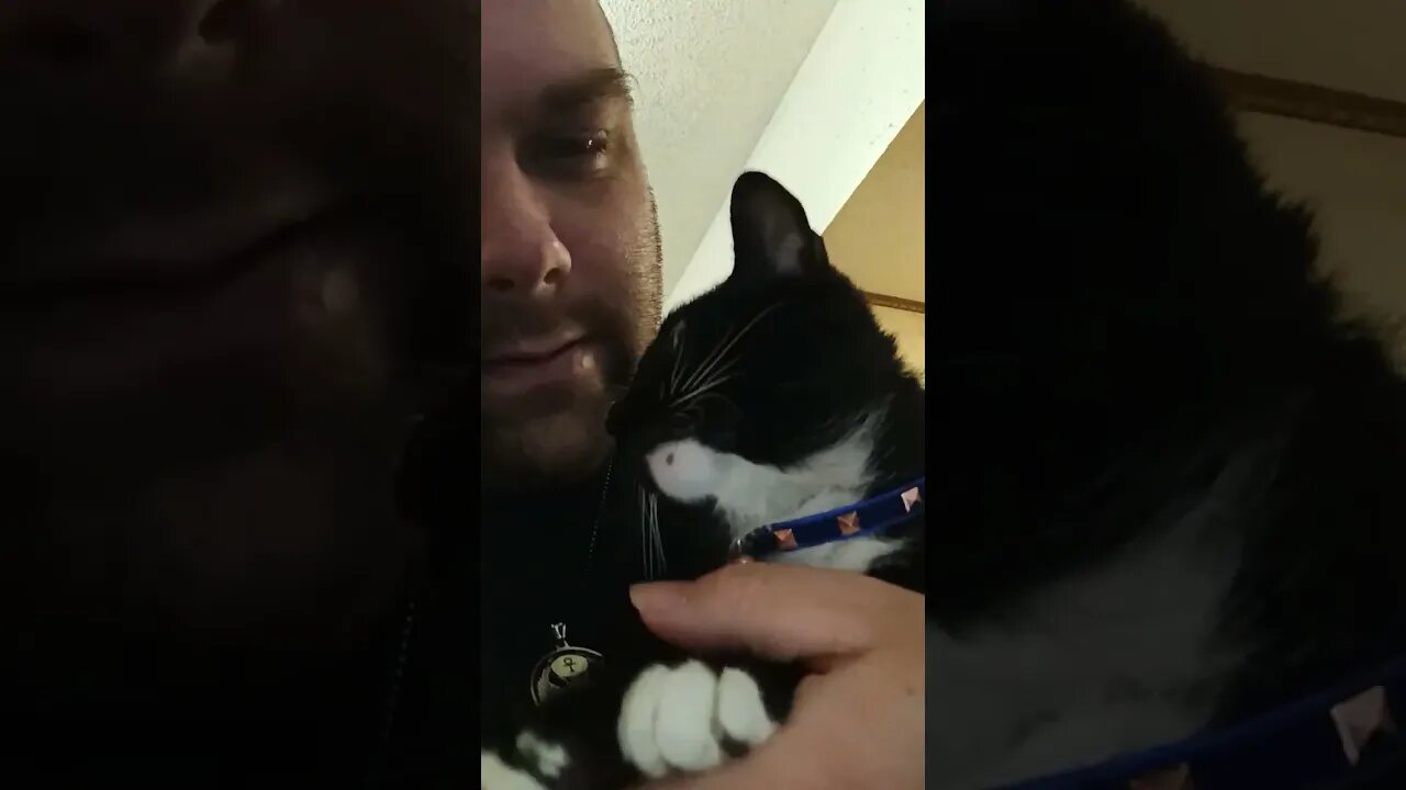 counting down with kitty #shortsfeed #kitty #cat #shortsvideo #youtubeshorts #kittycat #catshorts