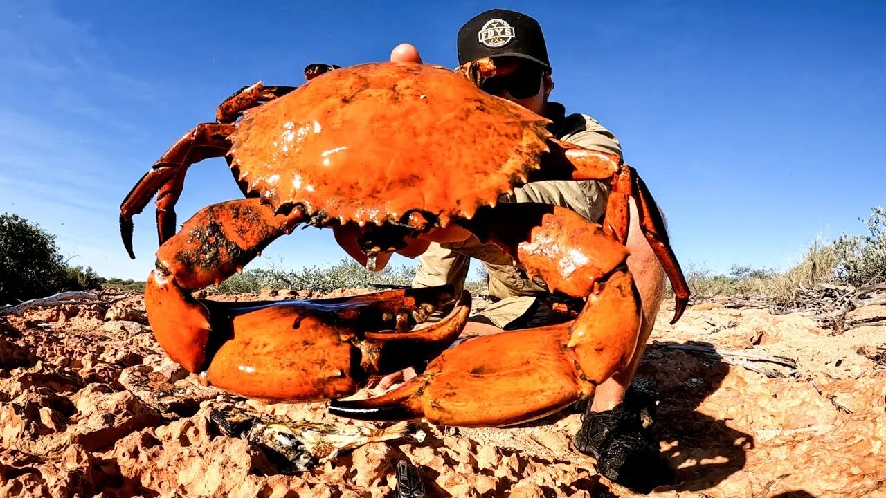 GIANT CRAB - caught by hand - cooked on fire - delicious...