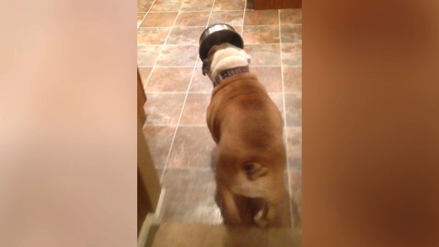 Bulldog Food Bowl Blunders