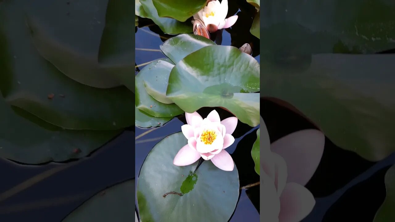 Flor de Lotus