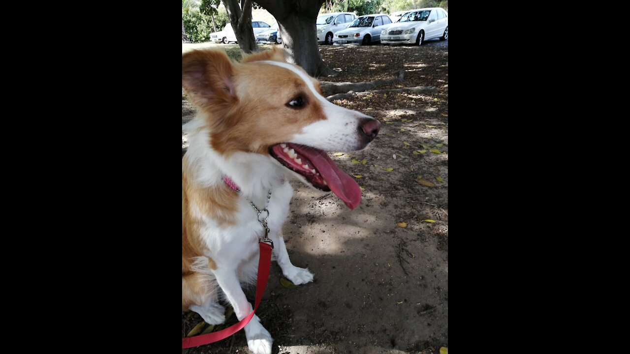 Doggos Enjoy Walk On A Sunny Day