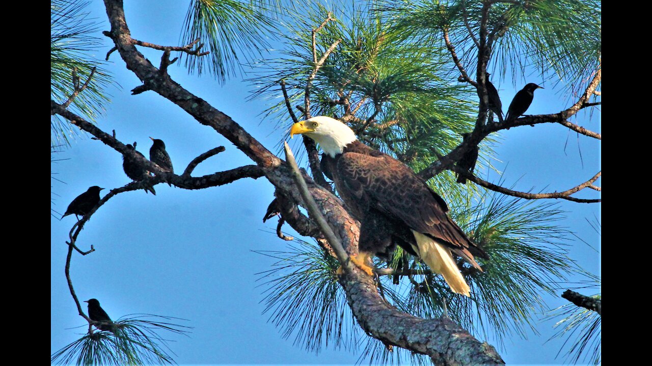 Bald Eagle Preening 3/18/2021
