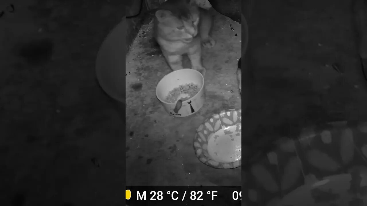 The Cat Says Ha Ding Please! 🐱