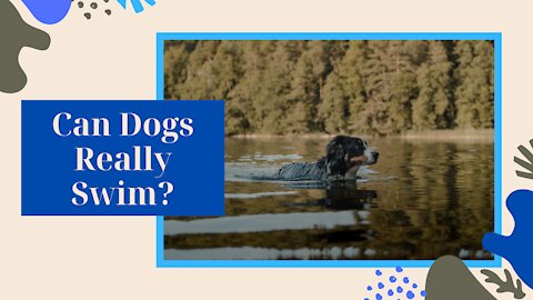 Can Dogs Swim?