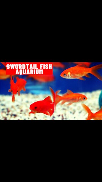 swordtail Aquarium ideas