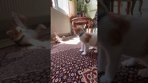 Funny moment of kittens 😹