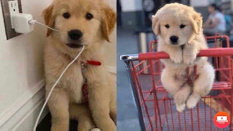 15s Golden Retriever puppy only wants to protect newborn baby milesbonanno