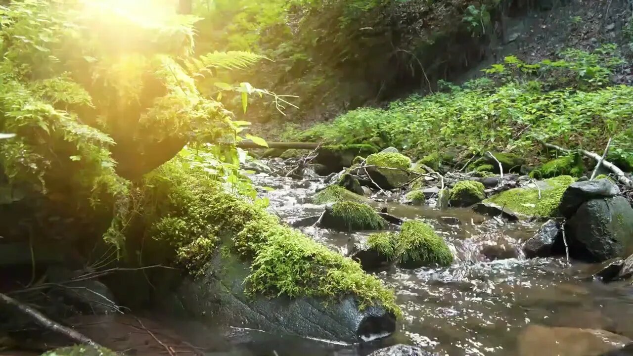 Relaxing Water Stream in the Jungle - Escape to Nature