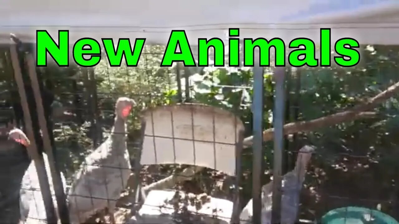 New Animals to The Homestead