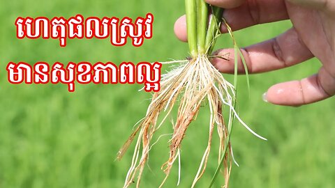 មុនពេលបាច់ជីគួពិនិត្យមើលអ្វីសិន? /​ before Applying fertilizer