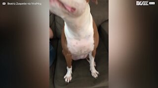 Pitbull si trasforma in una diva con un po' di trucco