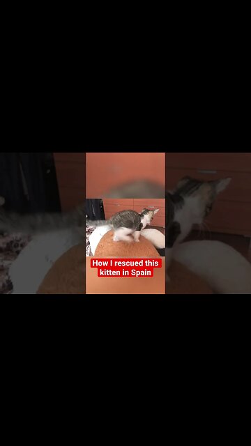 How I rescued this Kitten in Spain #shorts (3)