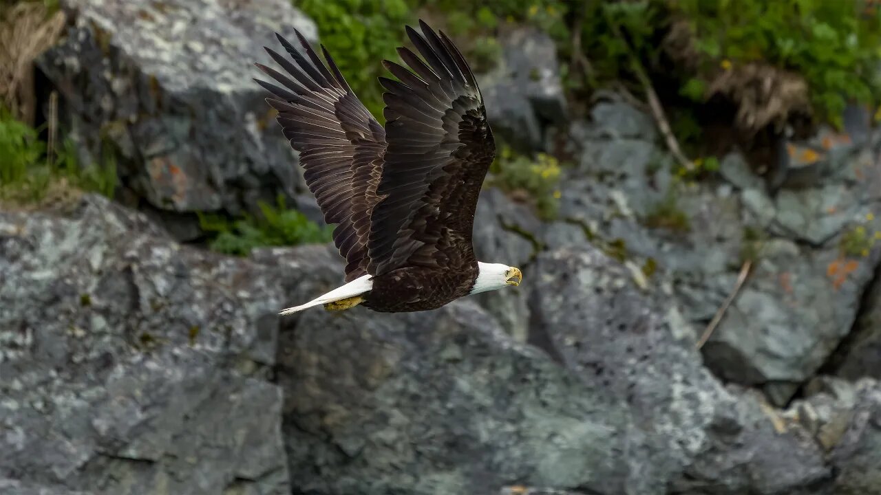 Bald Eagle Frame Animation, Sony A1/Sony Alpha1, 4k