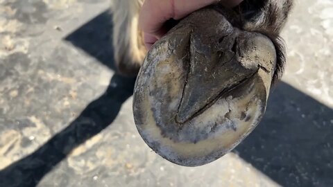 Finishing Up Horse Hoof Trim - Ransom Got In Trouble