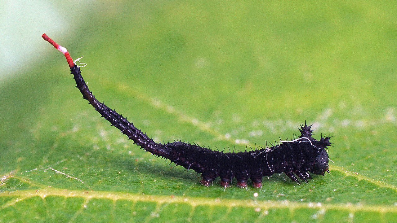 Cute Little Puss Moth