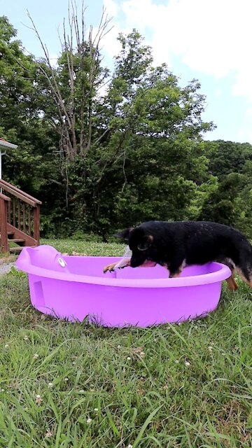 Dog Plays in Water | German Shepherd Puts His Face in the Hose