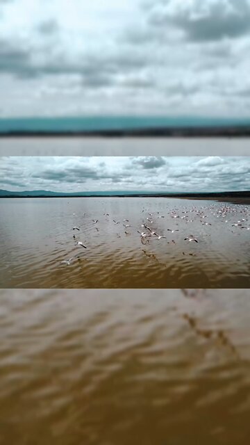 birds#youtube #viral #trending #how #youtuber #youtubevideo#love #edit #editing #edit @yvr1