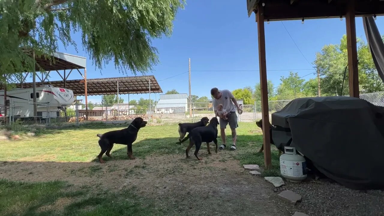 Baby, Dad & Rottweilers Bonding