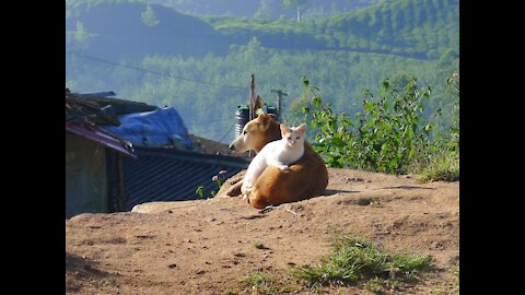 Dog and cat compete friendship or enmity you win