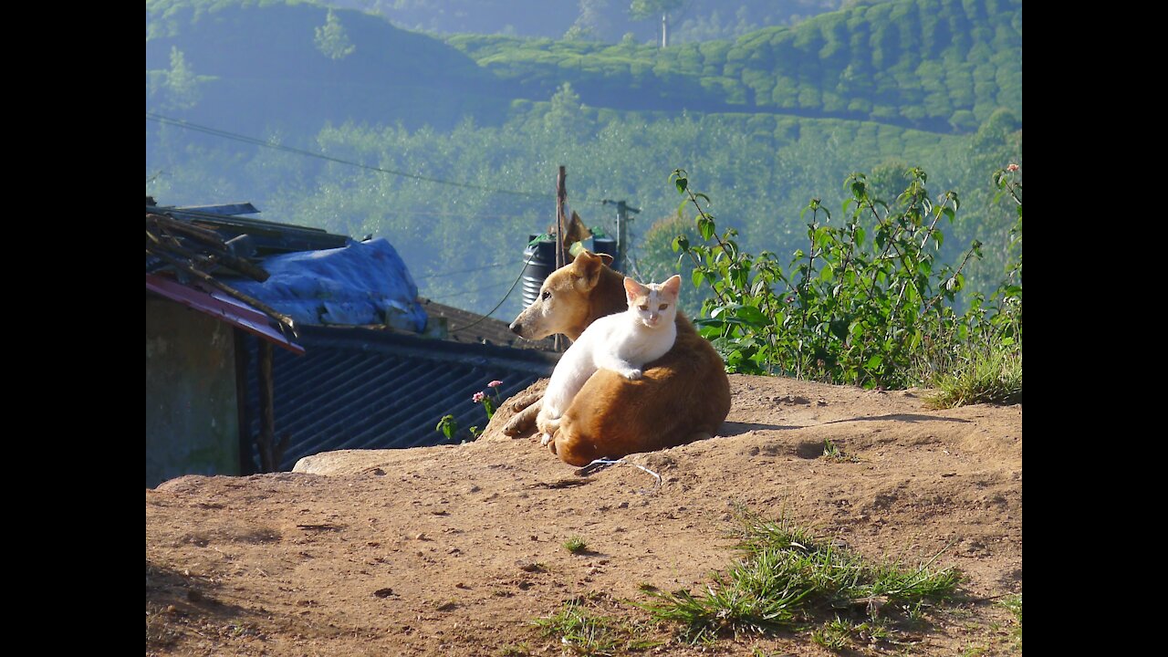 Dog and cat compete friendship or enmity you win