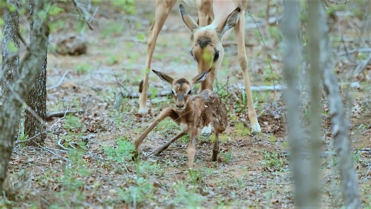 Newborn impala lamb attempts first steps with its wobbly legs