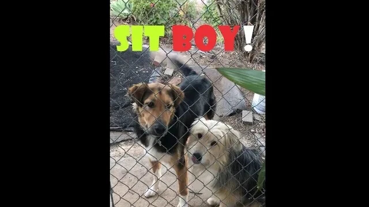 DOG Sit Command DIY | Super High Distractions | Dog Easy 101 Shepherds