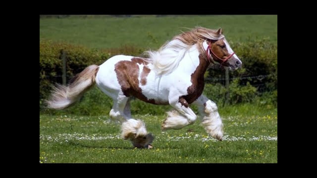 Cute And Amazing Horses Cute Moments Video Compilation