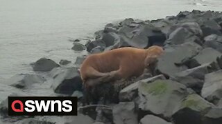 Walrus 'the size of a small fridge' spotted on Northumberland coast