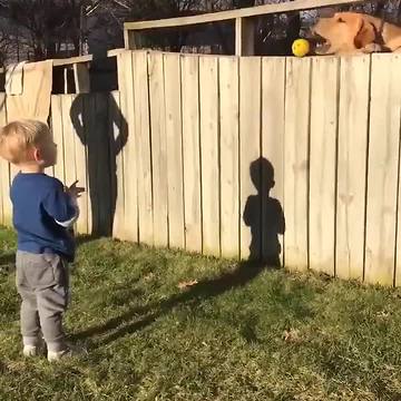 EXTRA: Adorable toddler plays fetch with dog despite backyard fence