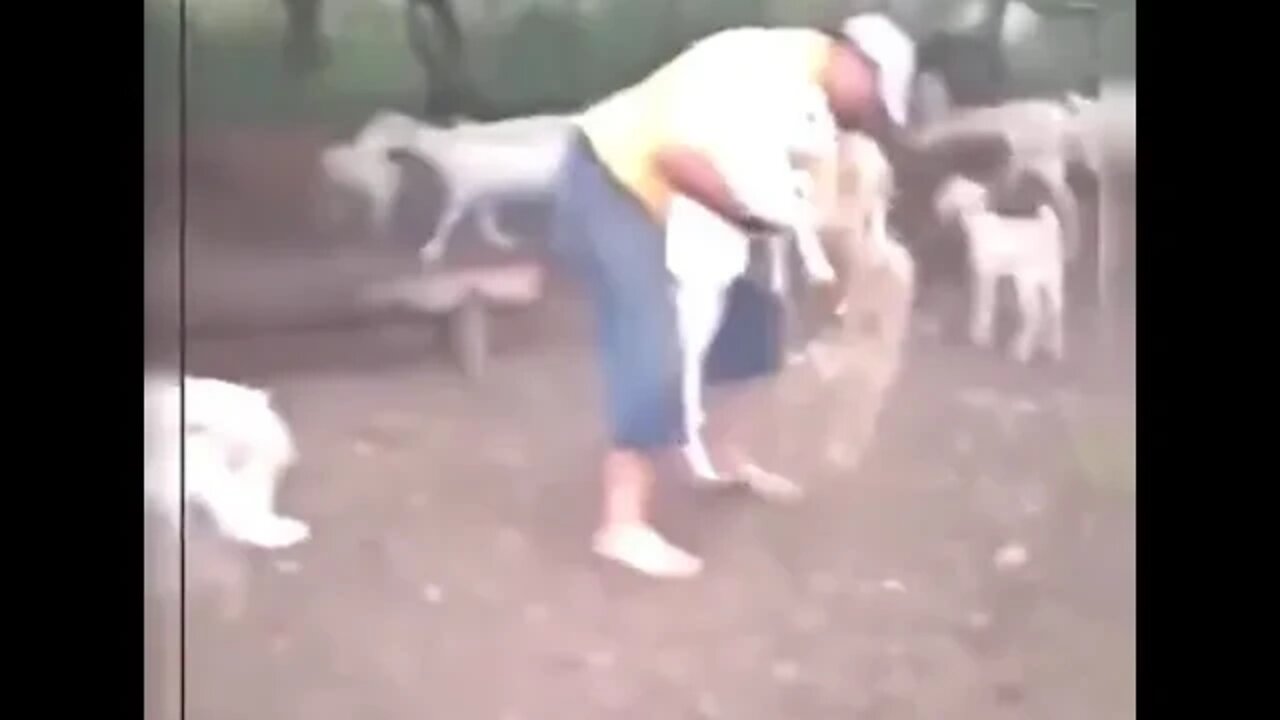 SHORTS - funny short videos - A sheep punishes its owner
