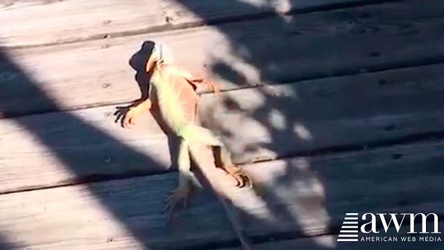 Residents All Over Florida Are Reporting Lizards Are Falling Out Of The Sky