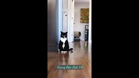 Funny Animal Videos 🤣 Funniest Cats and Dogs Videos 2024 😅