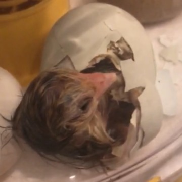 A Little Girl Gets Emotional About The Birth Of A Chicken