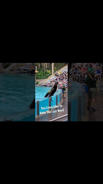 Sea Lions Always Want The Last Word | SeaWorld Orlando
