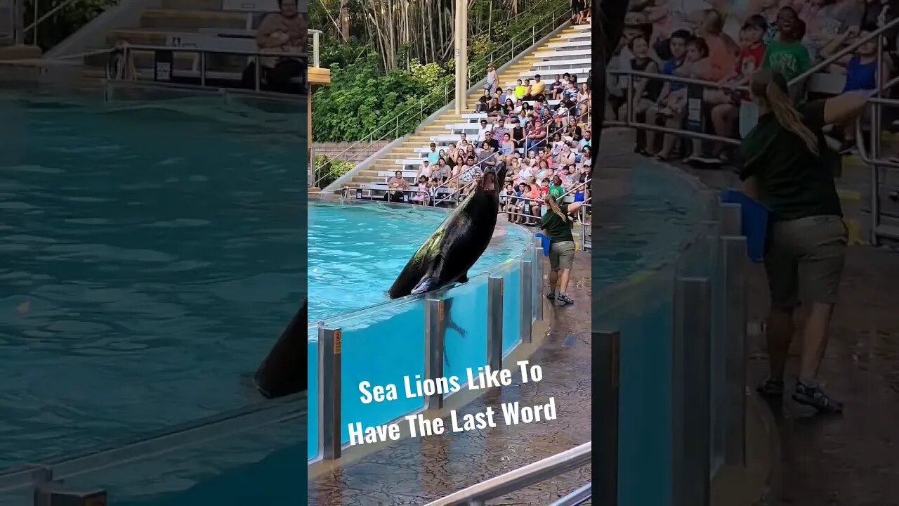 Sea Lions Always Want The Last Word | SeaWorld Orlando