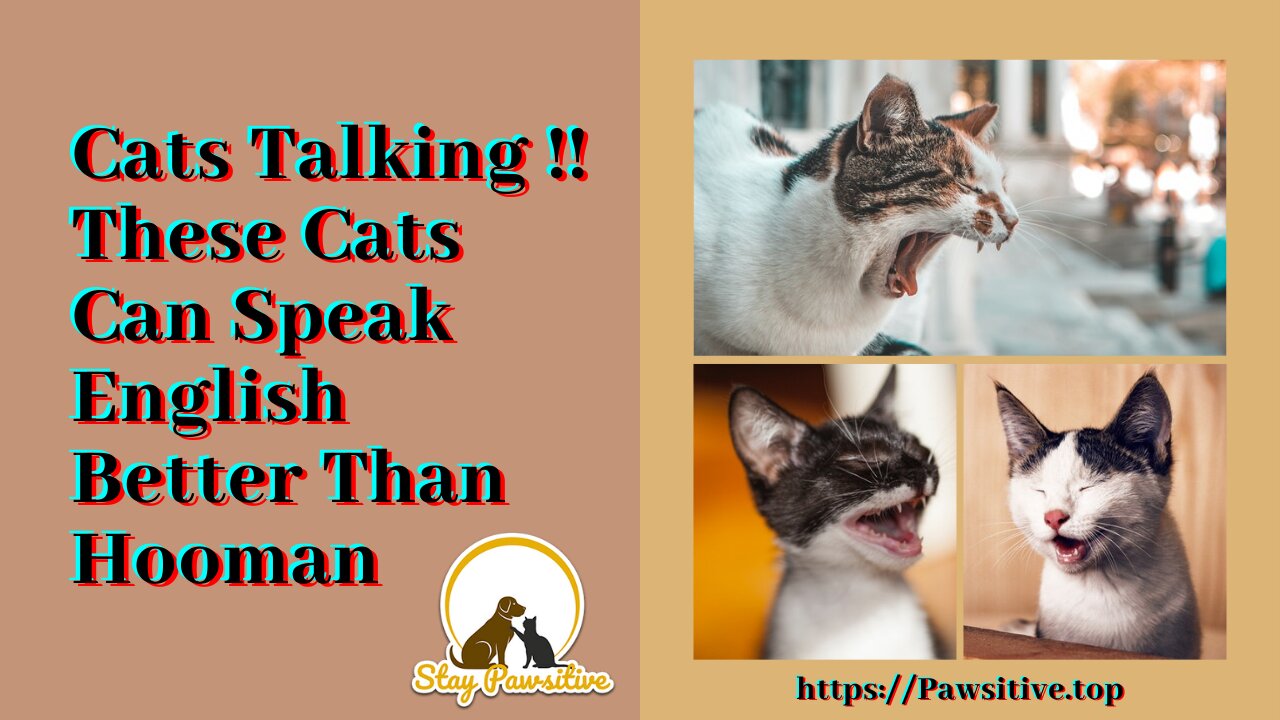 Cats talking !! these cats can speak english better than hooman - Stay Pawsitive