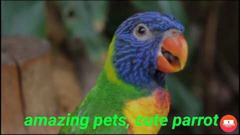 Amazing pets|cute parrot|Awsome Bird|animal