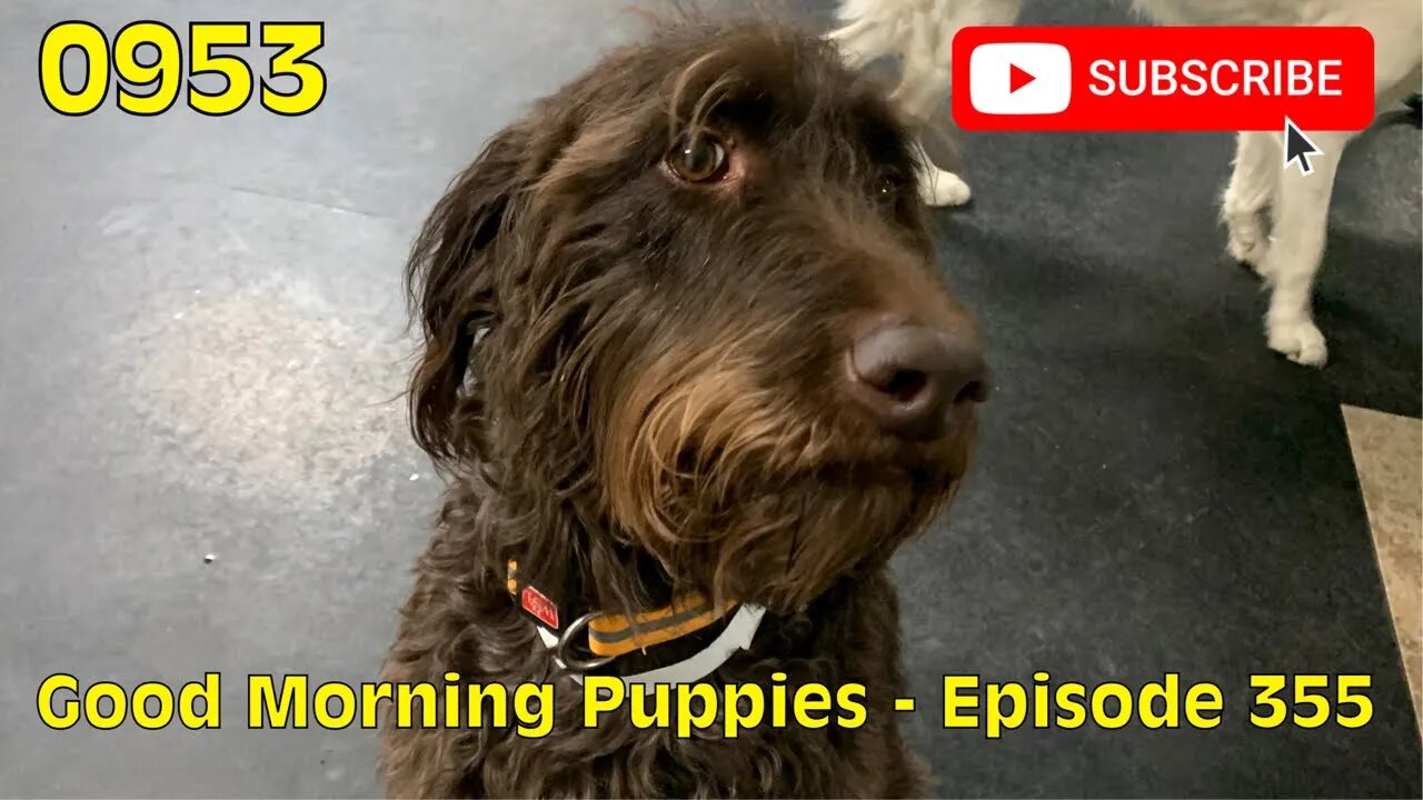 [0953] GOOD MORNING PUPPIES - EPISODE 355 [#dogs #doggos #doggos #puppies #dogdaycare]