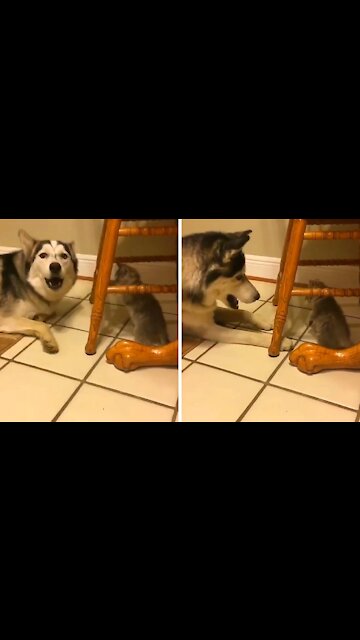Siberian Husky being disturbed by the kitten under the chair