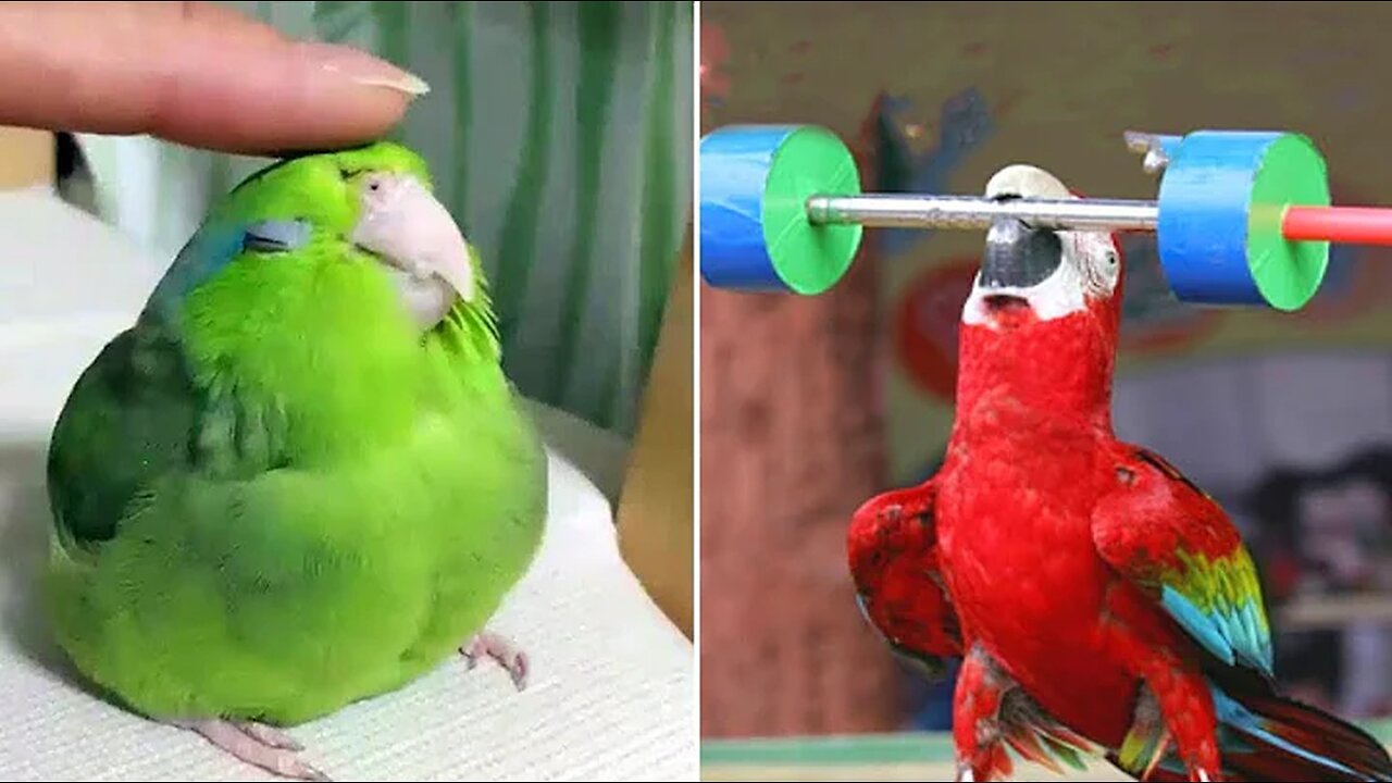 Smart And Funny Parrots Parrot Talking Videos Compilation (2023) - Cute Birds #25