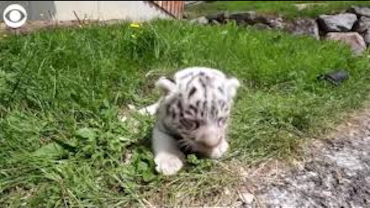 WEB EXTRA: White Bengal Tiger Cubs