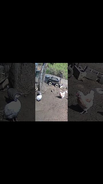 Farm cam: monitoring animals
