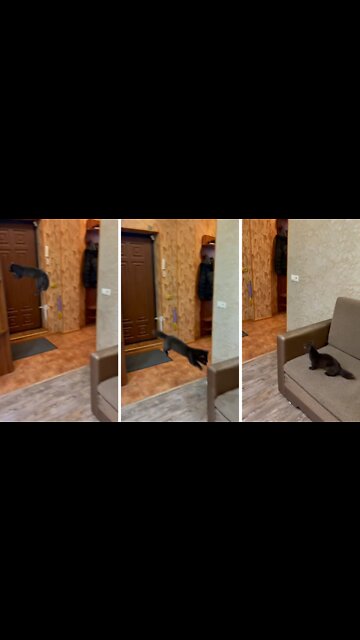 Adorable pine Marten flying here and there to target