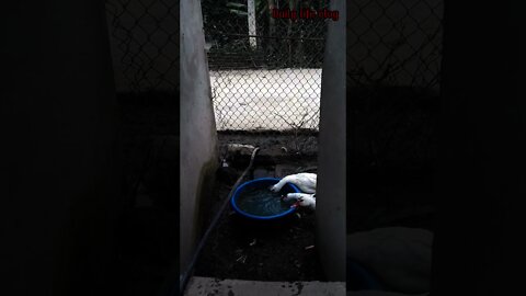duck drinking water