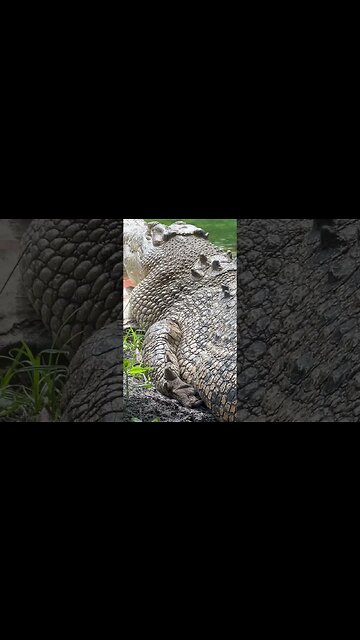 What is Your Survival Solution for a Croc Encounter? | ON3 Jason Salyer