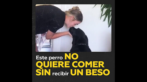 Perro siempre exige que lo ‘bendigan’ con beso antes de su cena