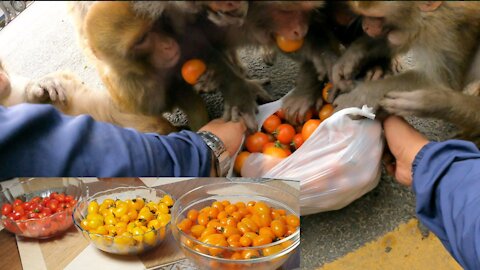 world fastest monkey || feeding cherry tomato to the hungry monkey || monkey love cherry tomato